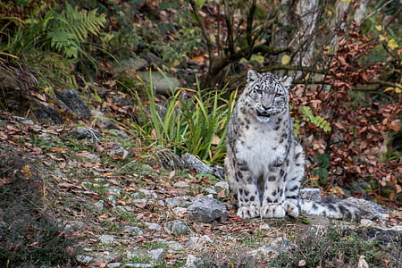 white and black tiger sitting on field near tree