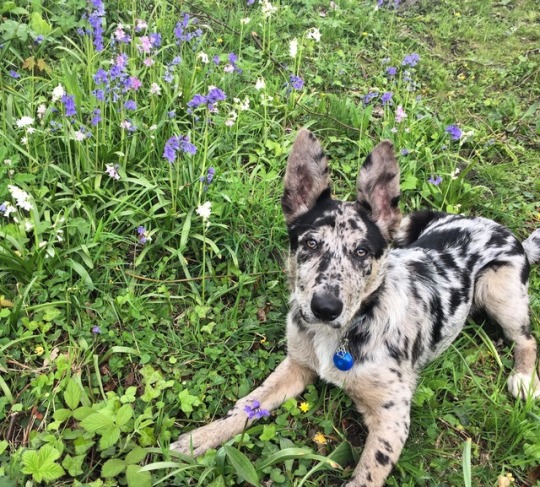 Blue Merle German Shepherd | Explore Tumblr Posts And Blogs | Tumgir