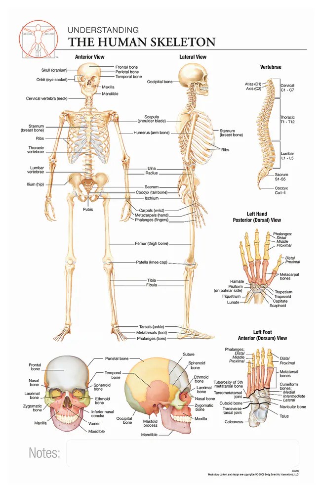 Anatomy Chart Of The Human Body