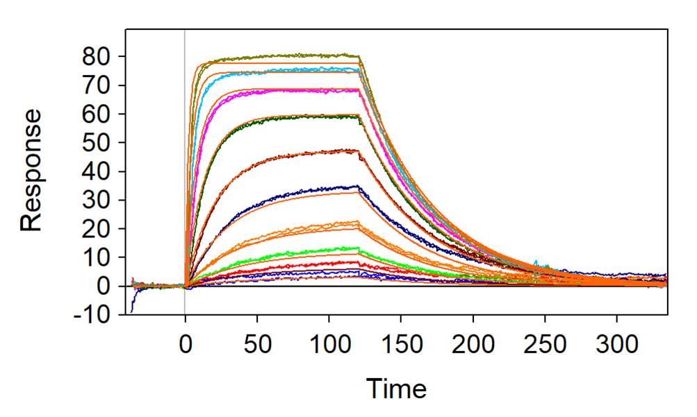 Surface Plasmon Resonance Biosensor Binding StudiesBiofizik