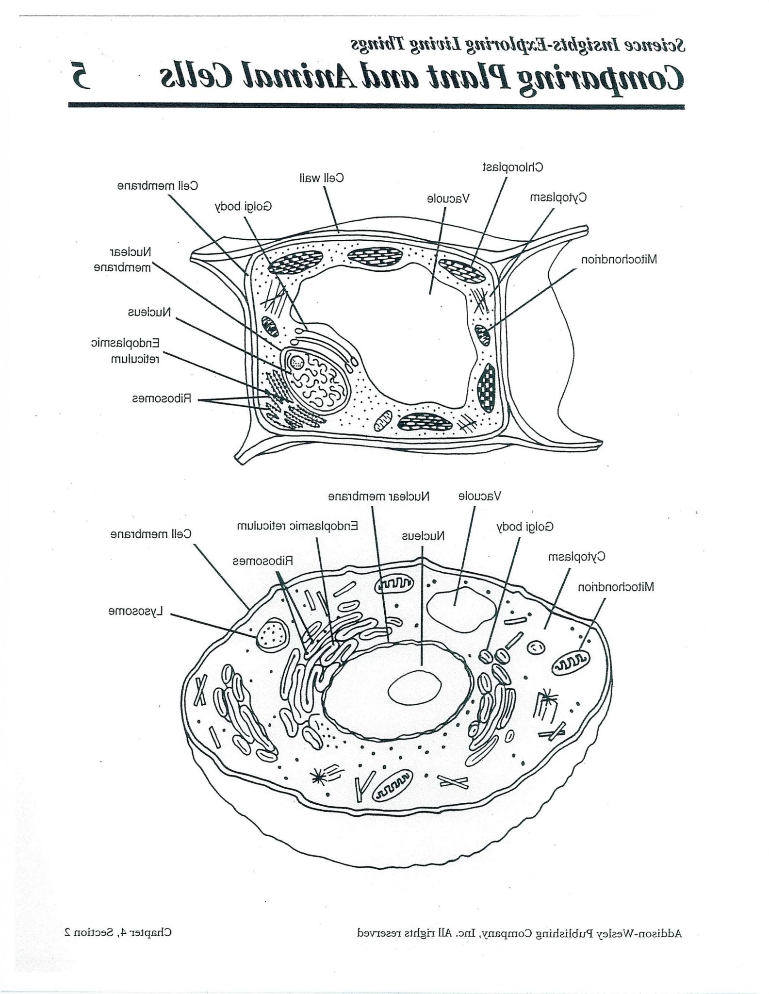 Plant And Animal Cell Diagram Worksheet - Printable Word Searches