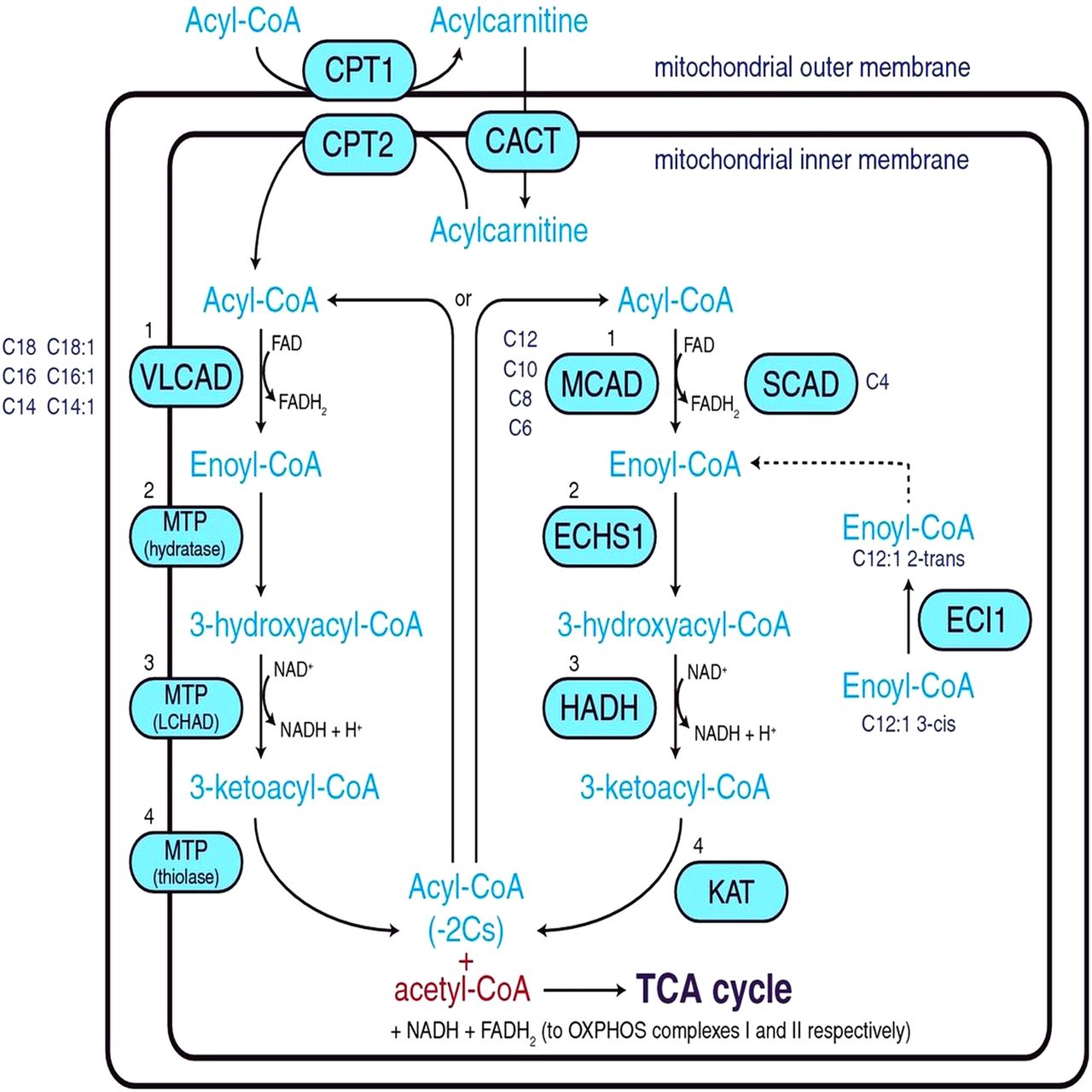 Mediumchain acylCoenzyme A dehydrogenase deficiency (MCADD) a cause