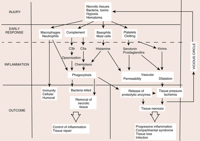 Composition and Function of Connective Tissue | Clinical Gate