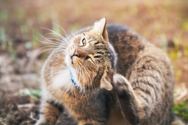 Ear Mites in Cats: Causes, Treatment & Prevention