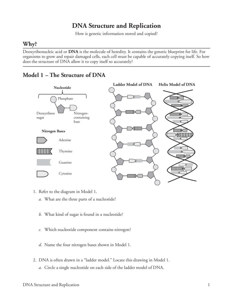 Dna Structure And Replication Worksheet Answer Key — db-excel.com