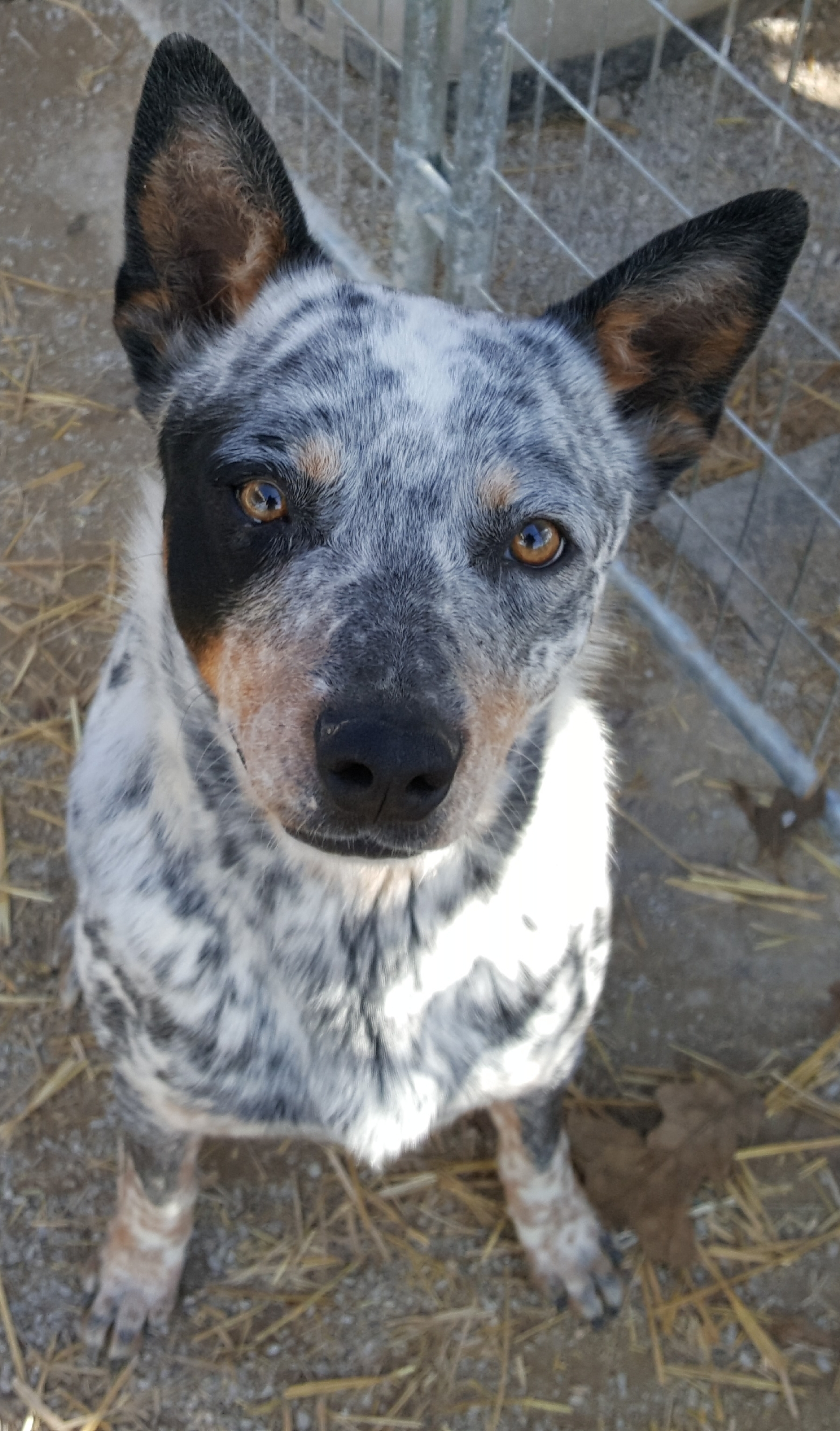 Dog For Adoption - Cisco, An Australian Cattle Dog / Blue Heeler In Blanchard, Ok | Petfinder