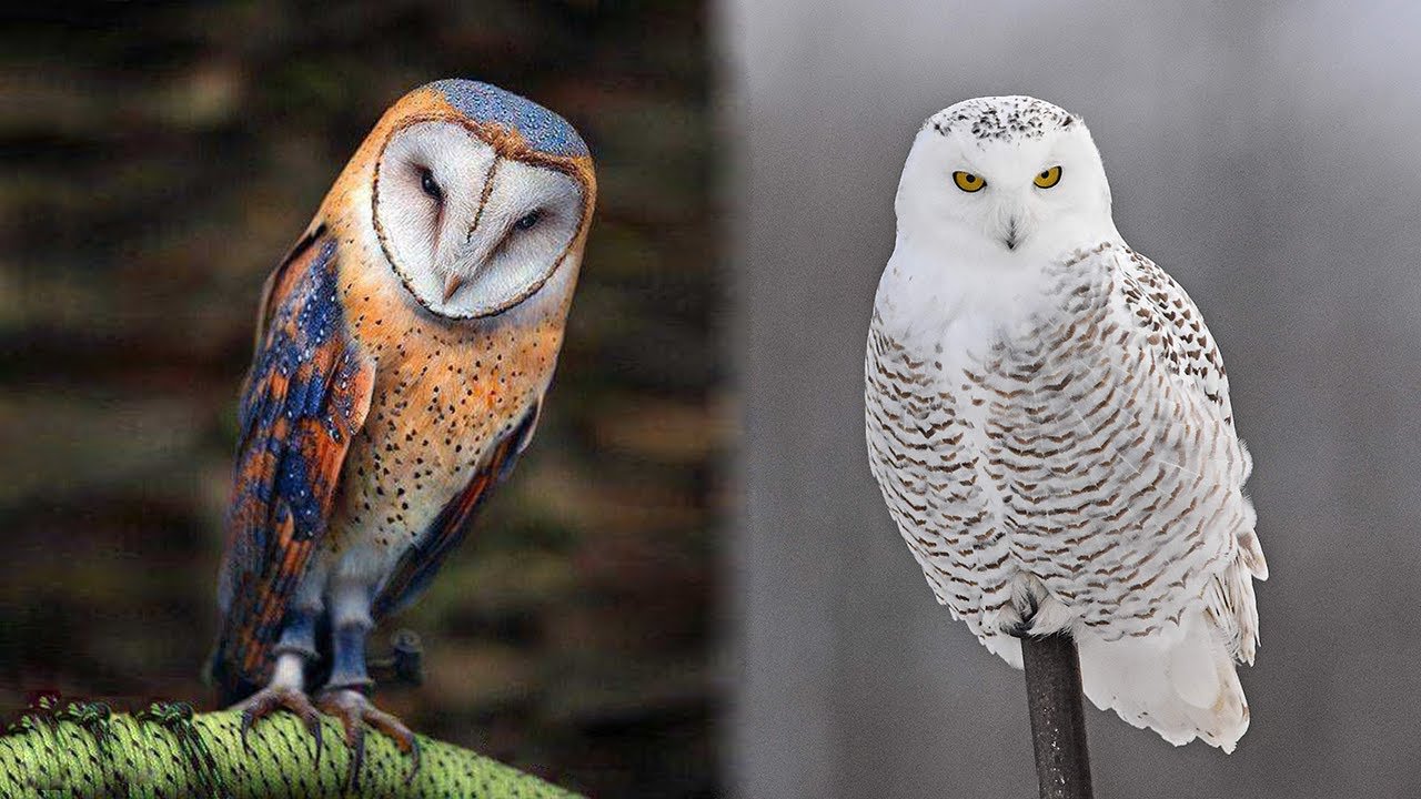 The 10 Most Beautiful Owl Species in the World