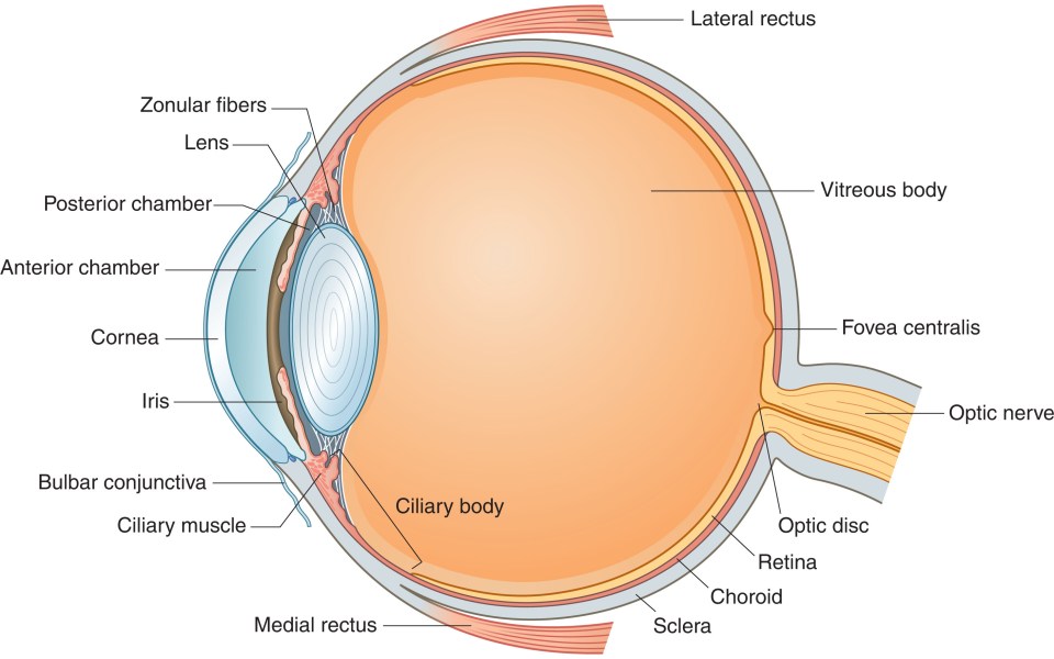 Anatomy of the eye | Ento Key