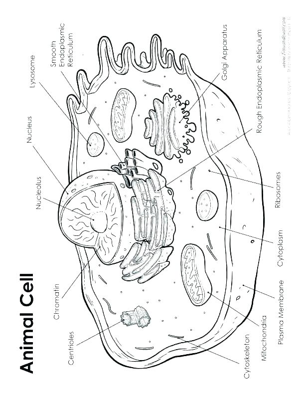 Animal Cell Color Page