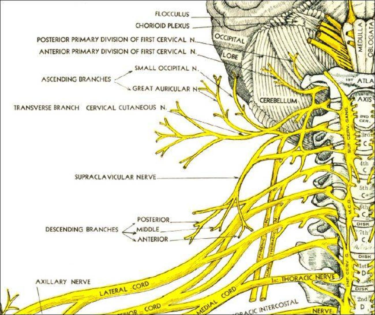 Spinal Nerves Anatomical Chart