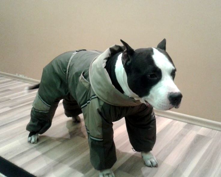 Pin On Custom Made Dog Snowsuits