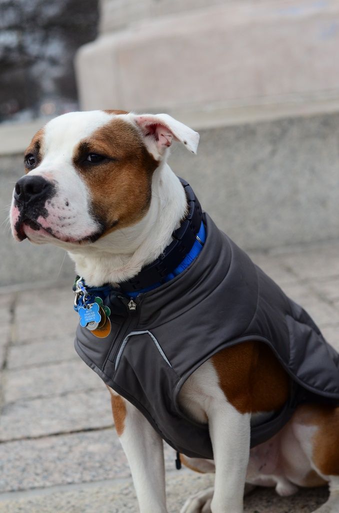 Dog Coats Winter Coat Pitbulls