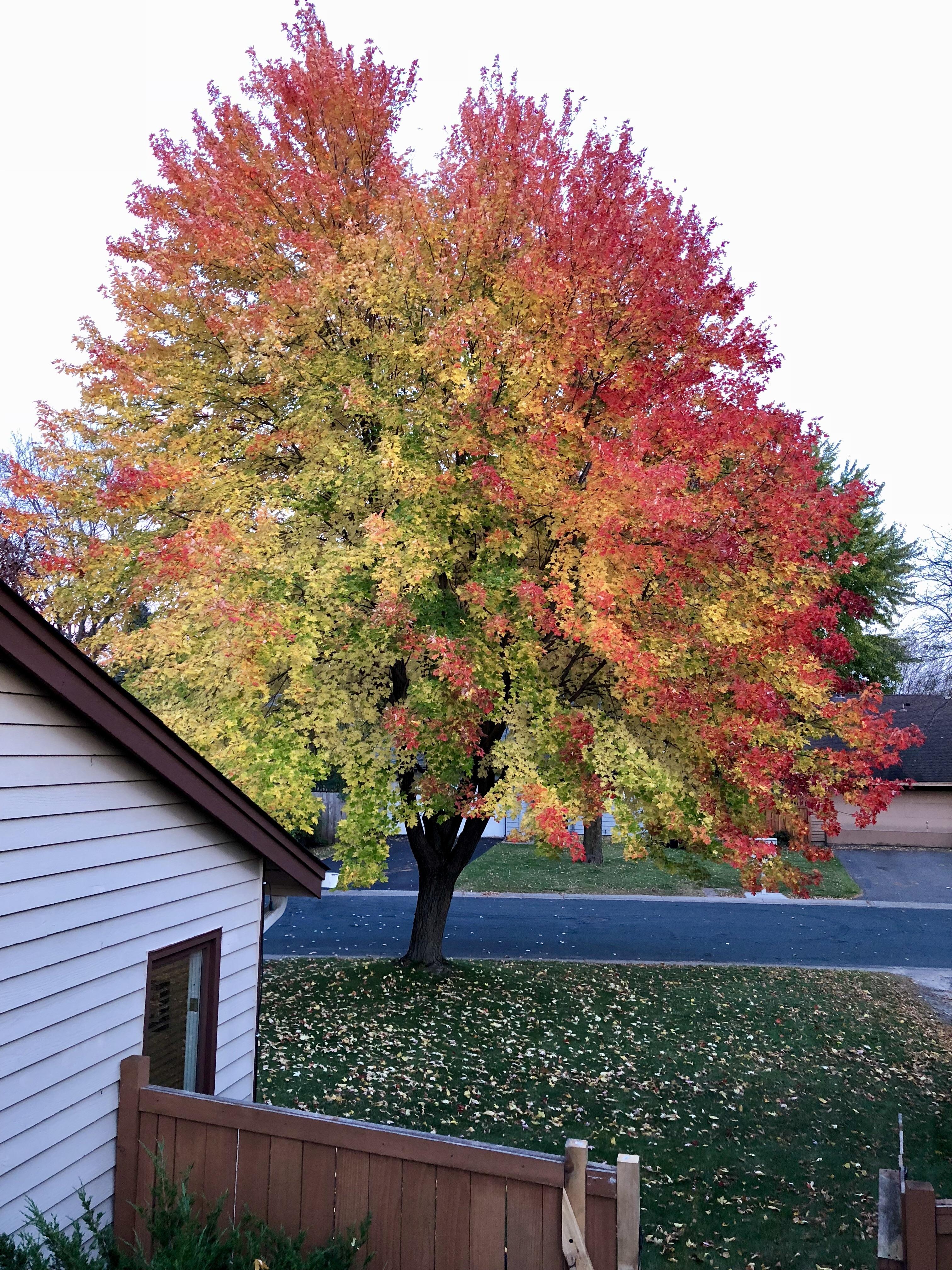 This tree in my front yard r/pics