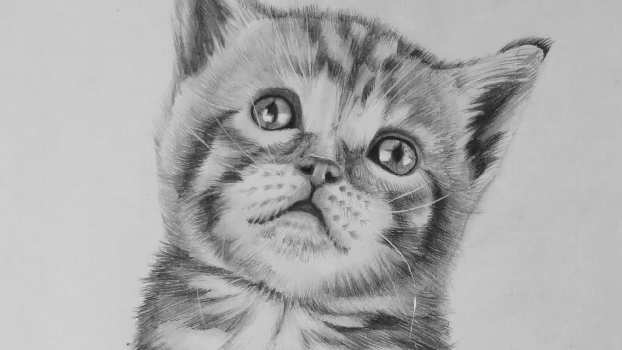 Drawing a Realistic Baby Kitten Cute Cat YouTube