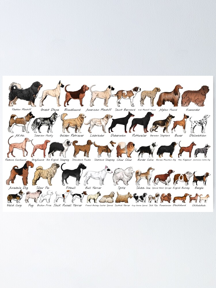 Purebred Dog Breeds" Poster By Dusicap | Redbubble