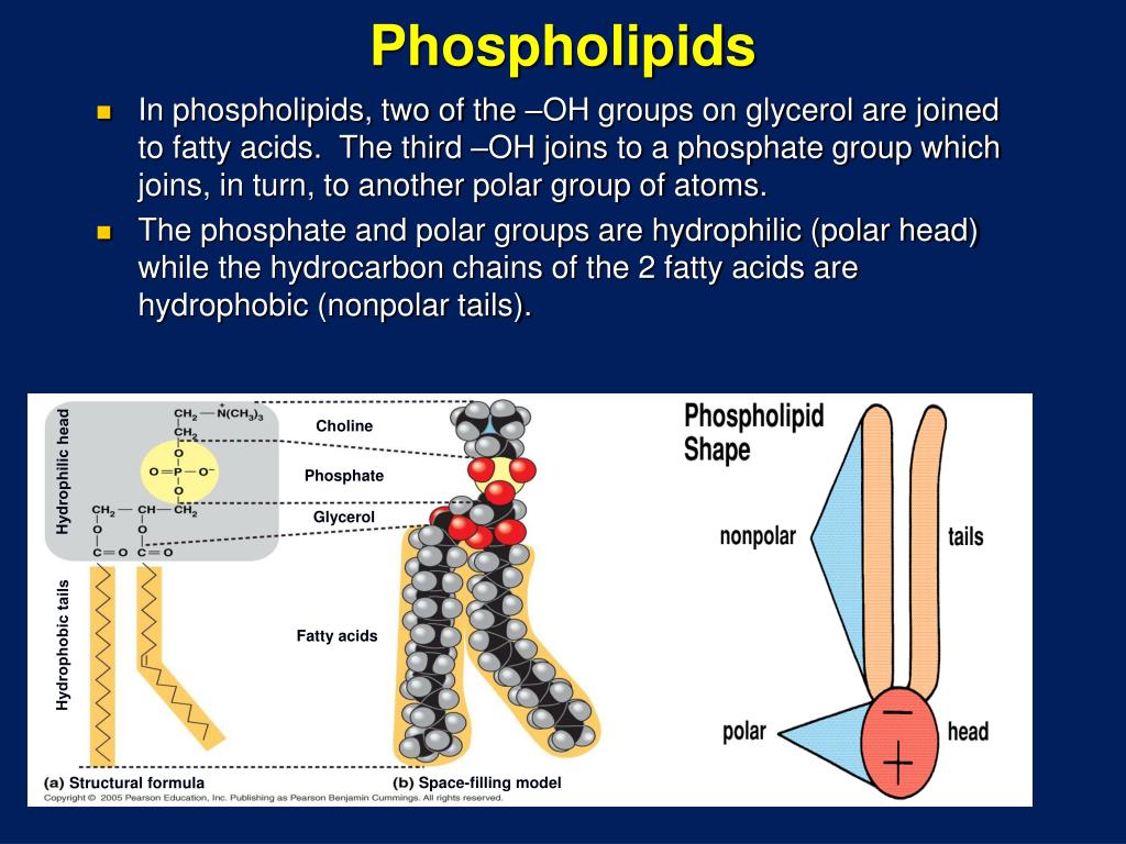 PPT - Cell Membrane Structure and Function PowerPoint Presentation - ID