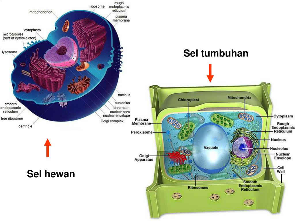 PPT BIOLOGI SEL PowerPoint Presentation, free download