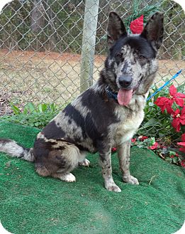 Marietta, Ga - German Shepherd Dog. Meet Merle A Pet For Adoption - Adoptapet.com