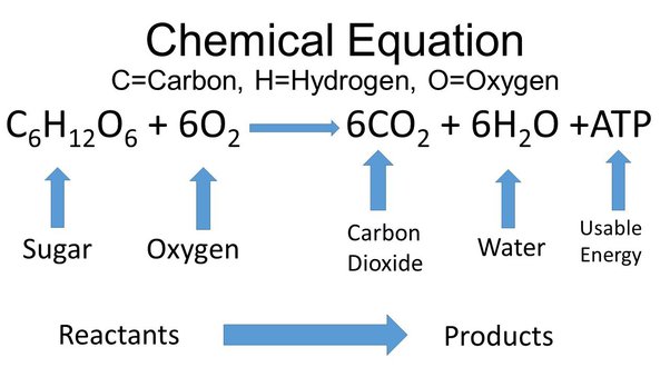 Cellular Respiration Of Glucose