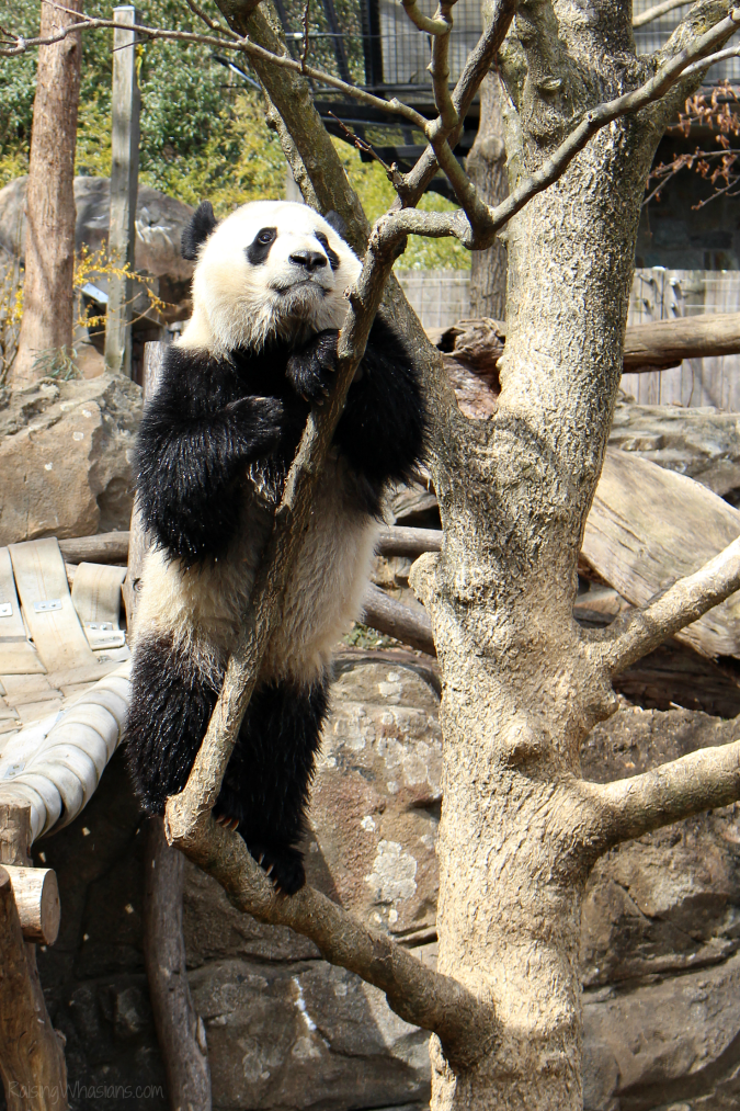 National zoo tips for families