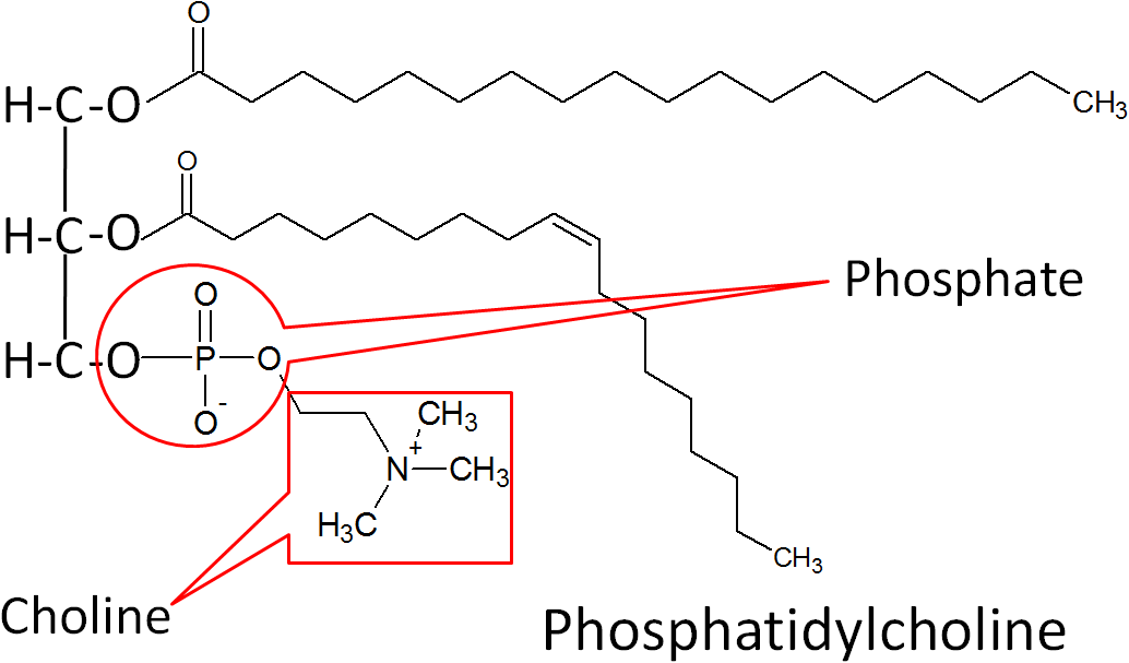 2.36 Phospholipids | Nutrition Flexbook