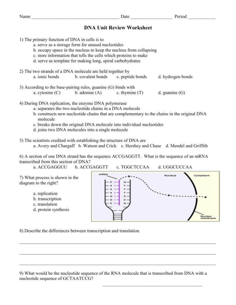 Practice Dna Structure And Replication Worksheet Answers