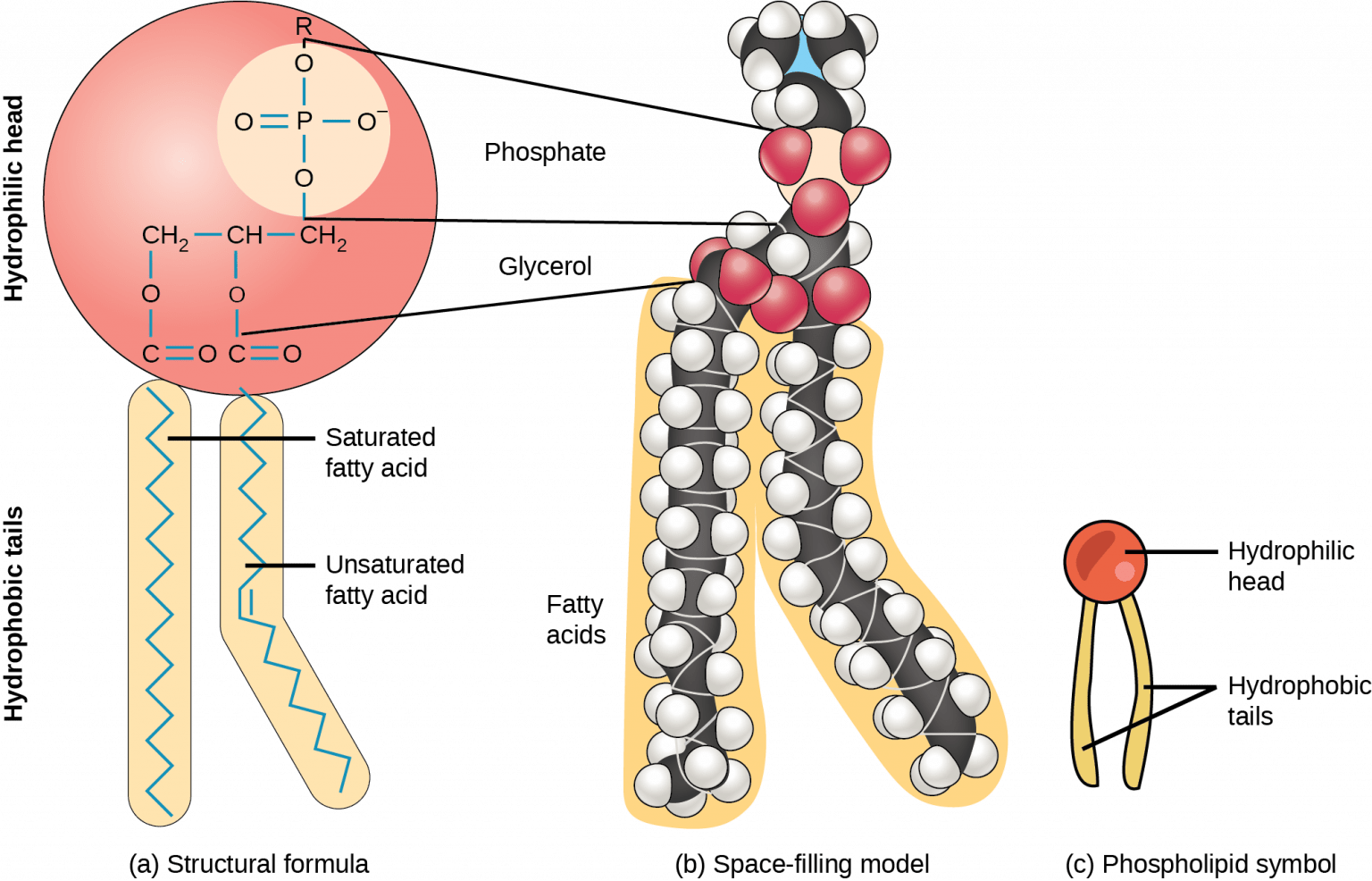 Chapter 3: Chemistry of Life – Human Biology