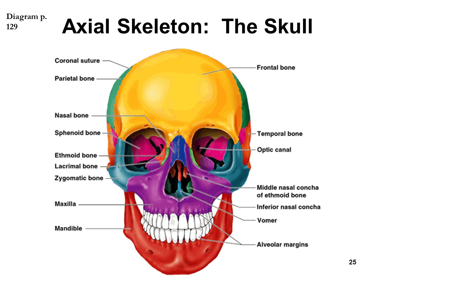 Label The Human Skeleton Worksheet