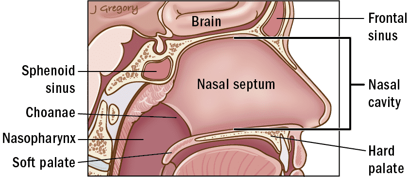 Nose - ANATOMY OF NASAL SEPTUM - Dr. Meenesh Juvekar - ENT Specialist