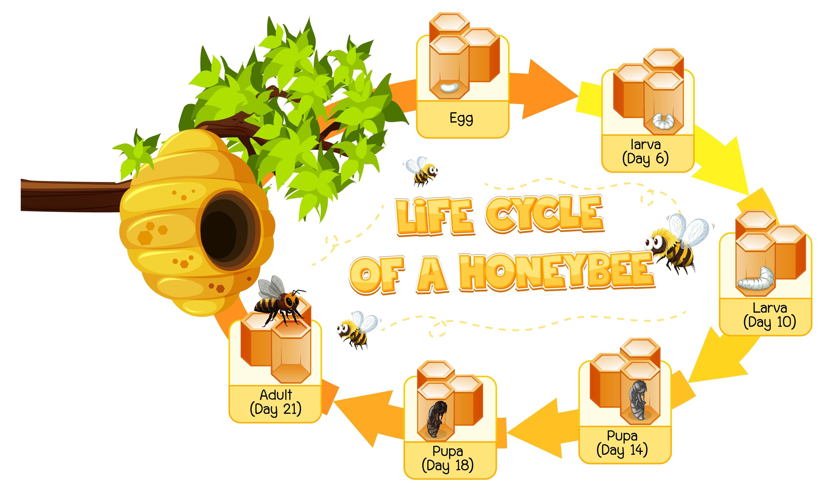 Honey Bee Stages Of Life Cycle Diagram