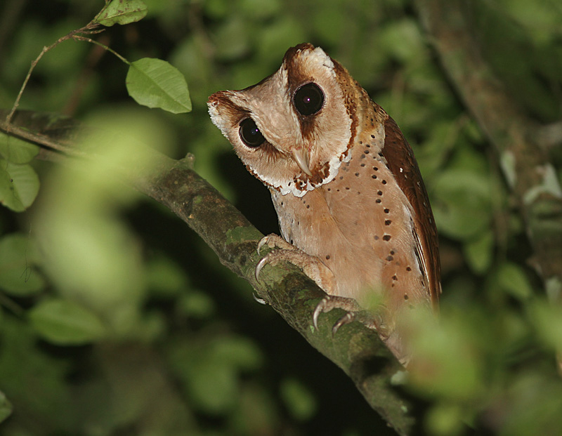 10 Beautiful Owl Breeds Who You Want To Pet Stillunfold