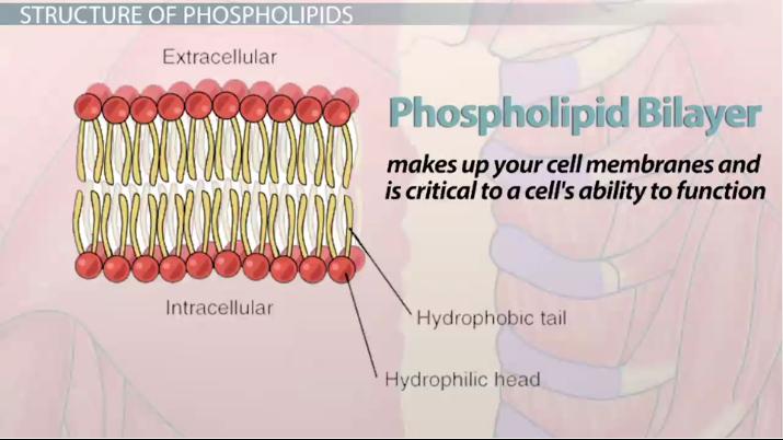 Phospholipid | Structure, Function & Examples - Lesson | Study.com