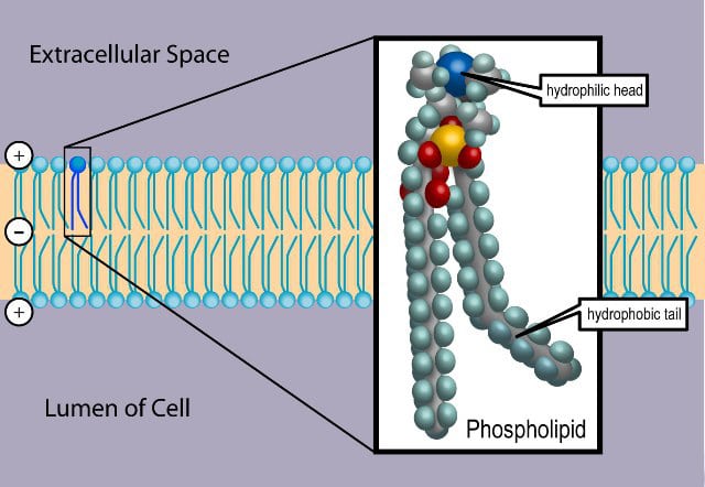 The Cell Membrane - Structure - Phospholipids - TeachMePhysiology