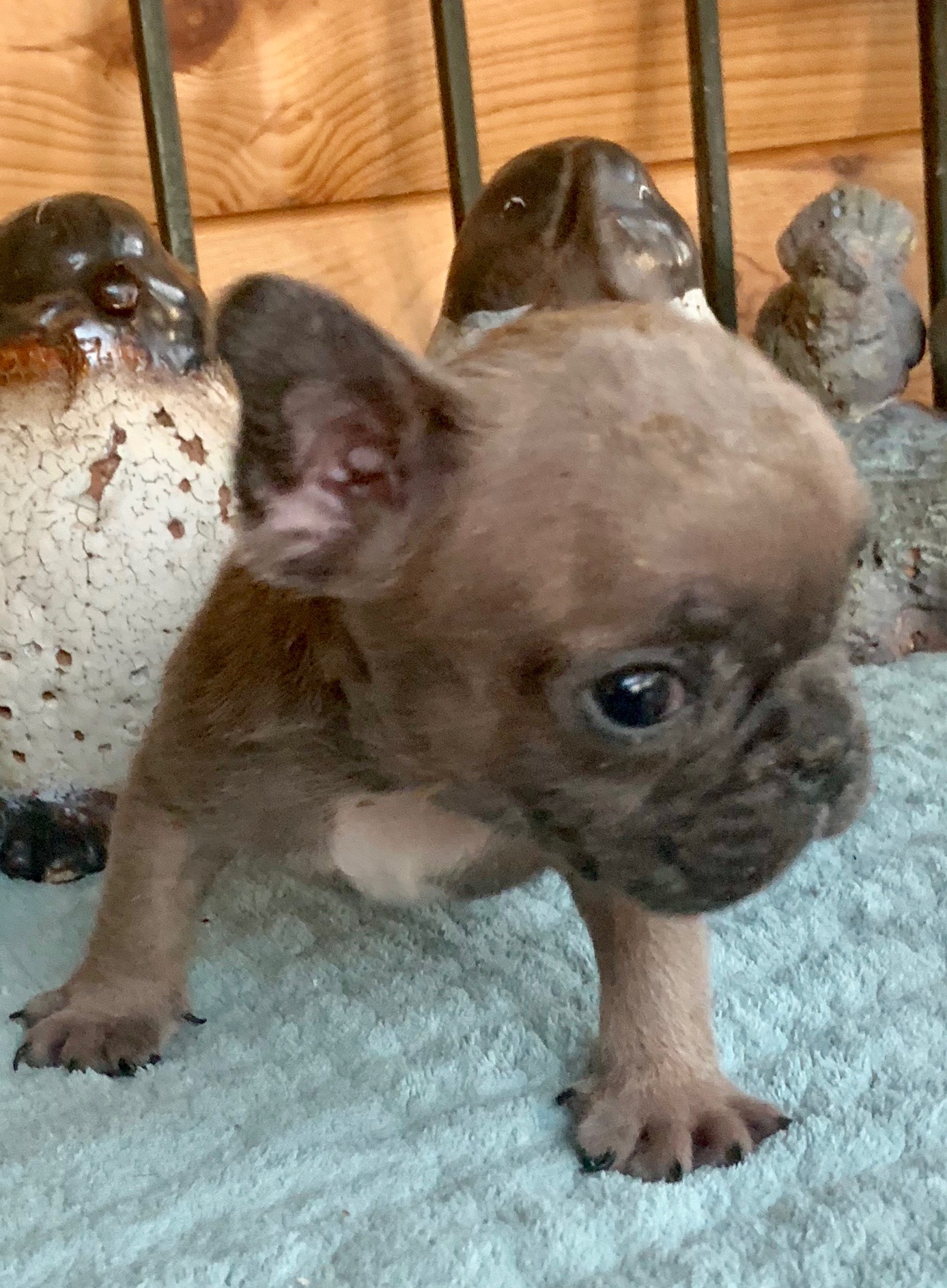 Blue Fawn Male French Bulldog: Wyatt