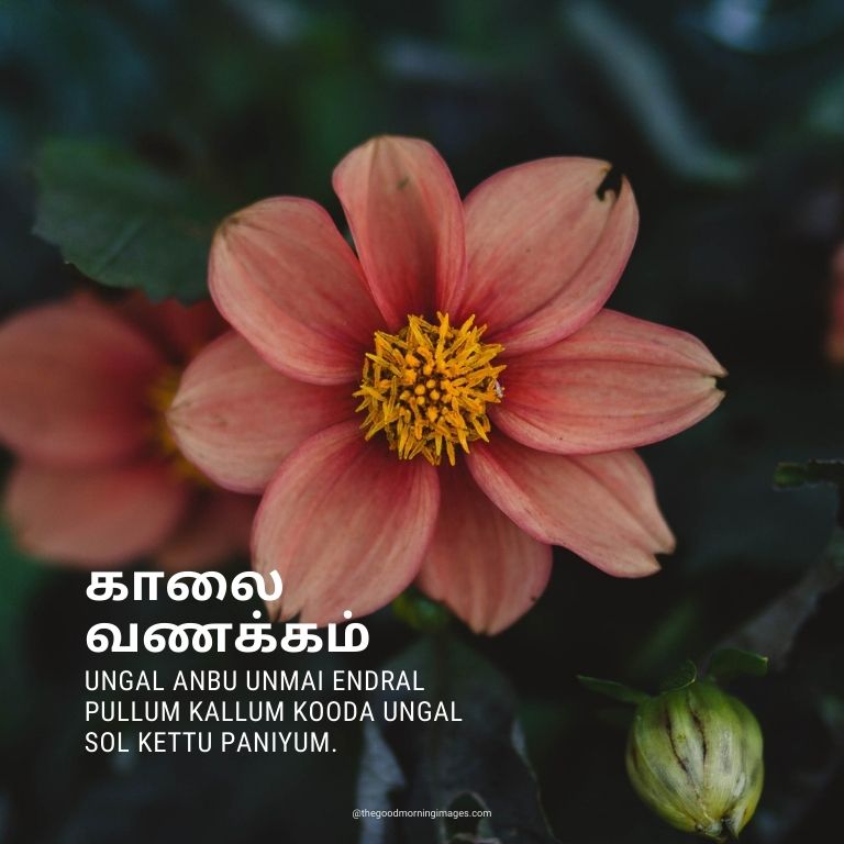 80+ Good Morning Images In Tamil With Quotes