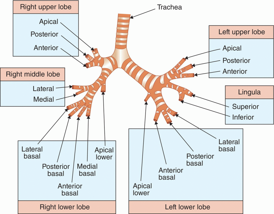 Bronchopulmonary Segments Mnemonic Instant Anatomy Ch - vrogue.co