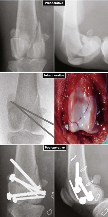 How Long Does It Take For A Dogs Femur To Heal