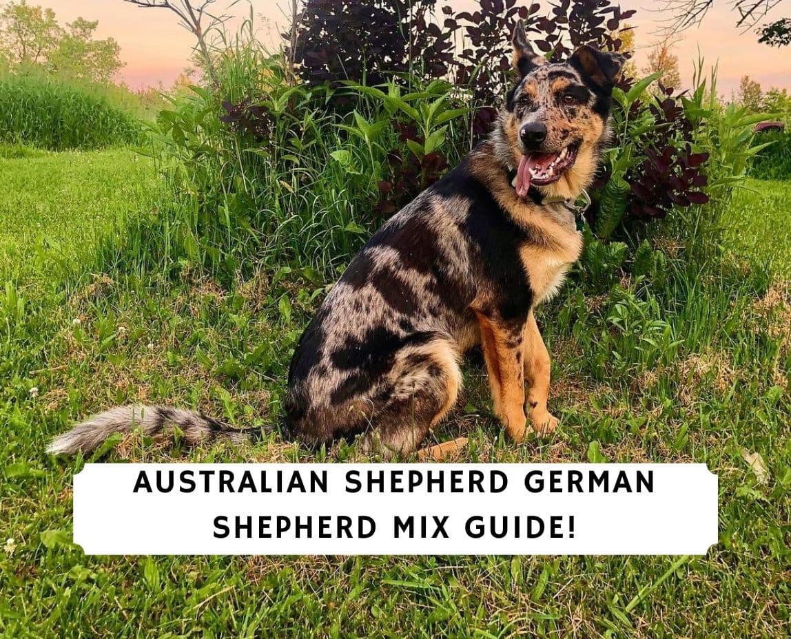 Australian Shepherd German Shepherd Mix Guide! (2022) - We Love Doodles