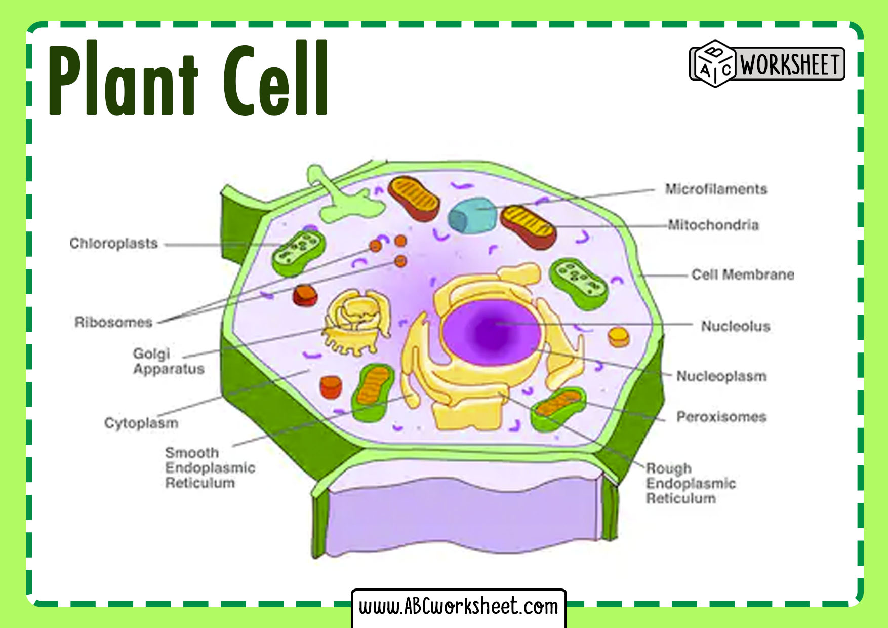 Simple Plant Cell Structure