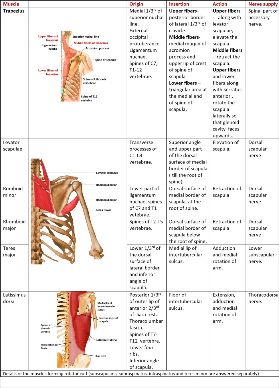 Origin Insertion Nerve Supply Action Of All Muscles O - vrogue.co