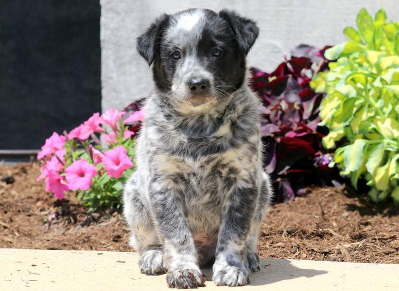 Australian Cattle Dog - Blue Heeler Puppies For Sale | Puppy Adoption | Keystone Puppies