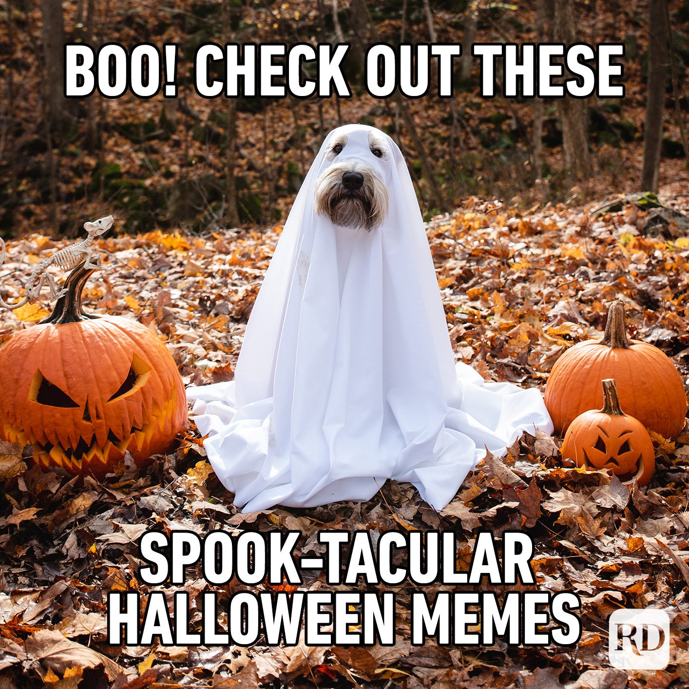 20 Best Halloween Memes 2021 Reader's Digest