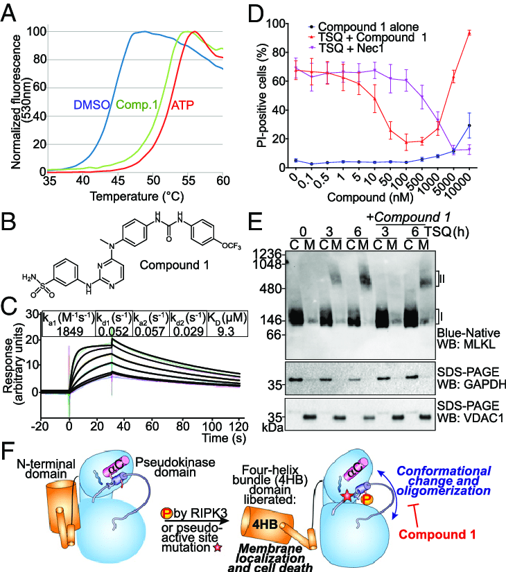 Compound 1, a small molecule targeting the nucleotide binding site of