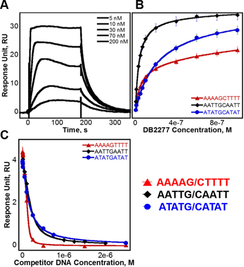 (A) SPR of AATTGCAATT binding DB2277. Injected... Download