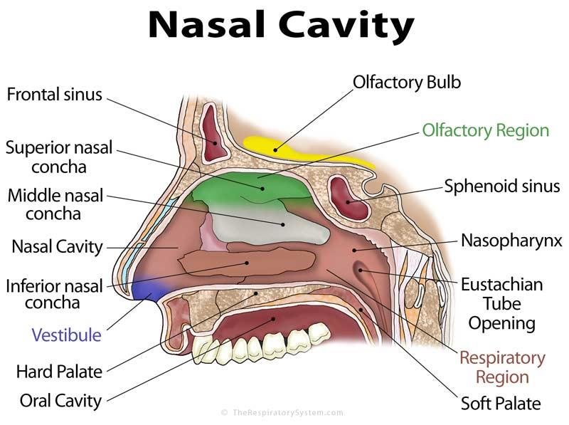 Anatomy And Physiology of Nose | Download Scientific Diagram