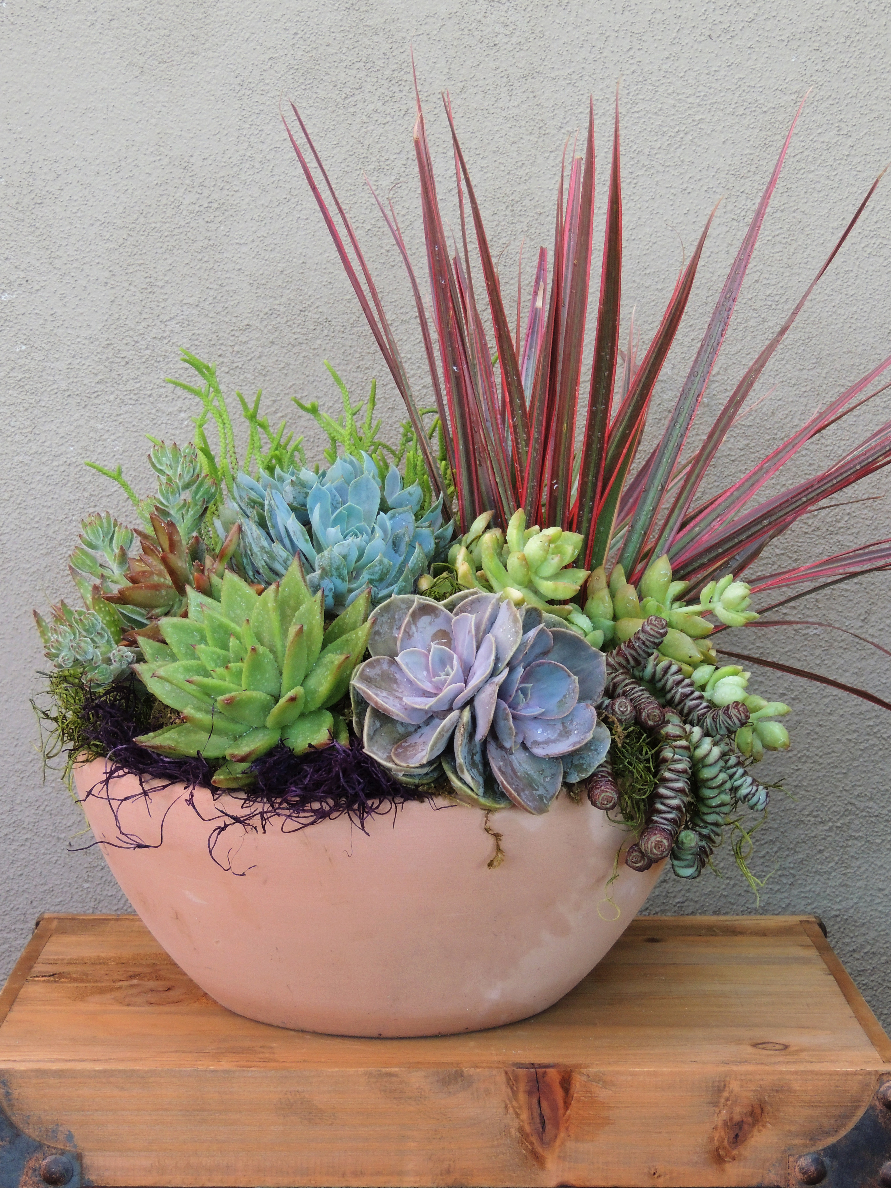 10+ Succulent Gardens In Pots