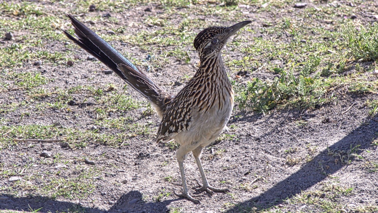 photo of a roadrunner