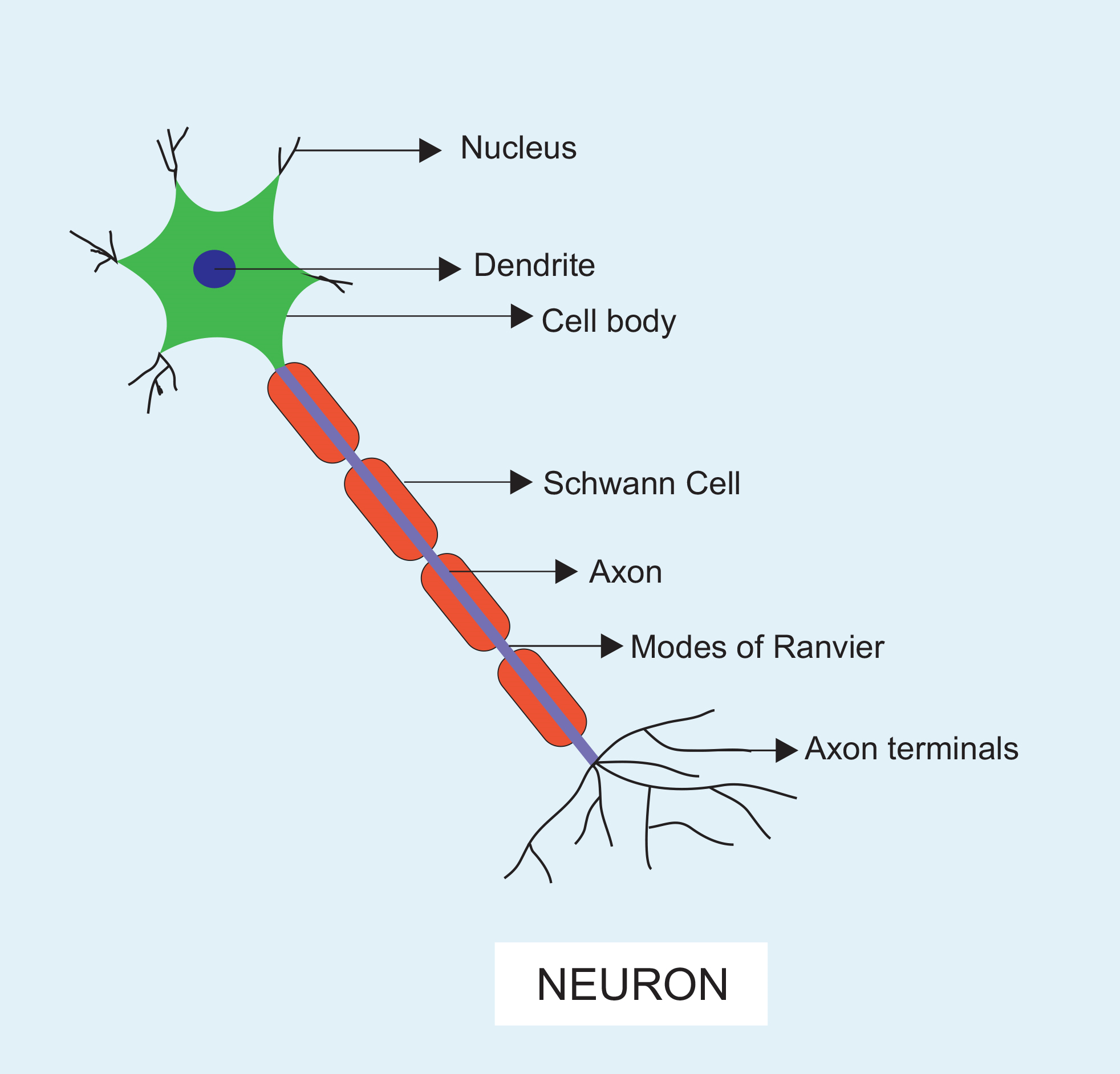 Labeled Neuron Cell