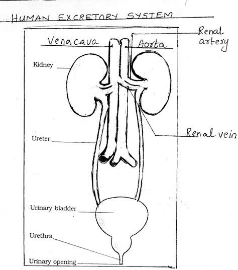 pieterfcoget: excretory system in humans