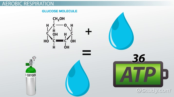 Cellular Respiration